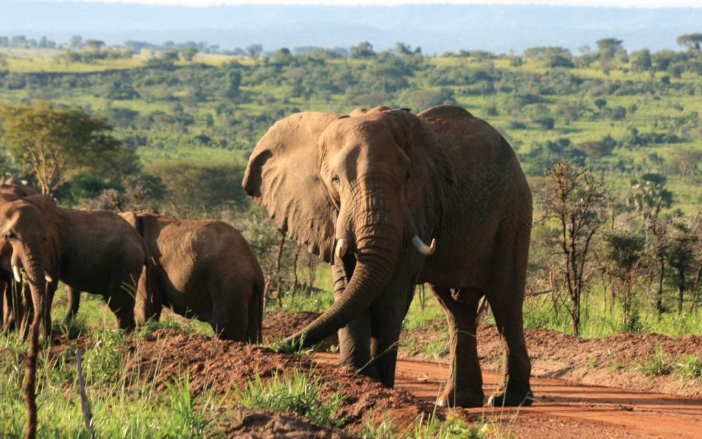 Elephants-Murchison-Falls-NP