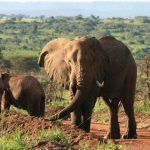 Elephants-Murchison-Falls-NP