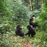 Gorilla Trekking with Valley Hype Safaris