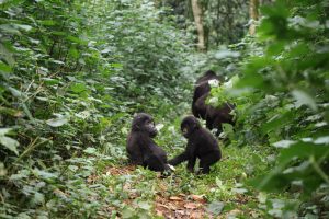 Gorilla Trekking with Valley Hype Safaris