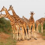 Kidepo Valley National Park