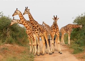 Kidepo Valley National Park