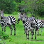 Lake Mburo National Park