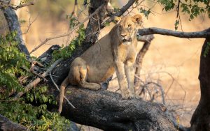 Queen Elizabeth National Park Hippos with Valley Hype Safaris