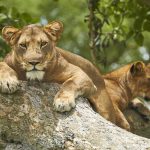 Queen Elizabeth, and tree climbing lions - valley hype safaris