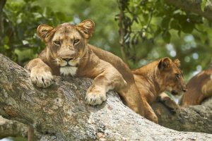 Queen Elizabeth, and tree climbing lions - valley hype safaris