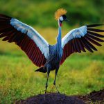 The Crested Crane - Valley Hype Safaris