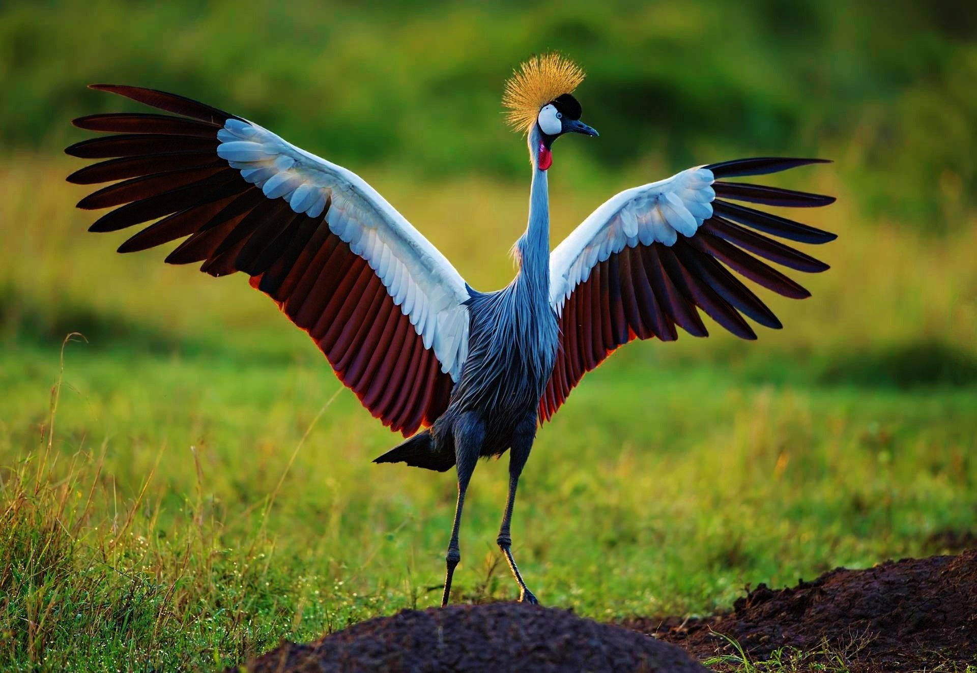 The Crested Crane - Valley Hype Safaris