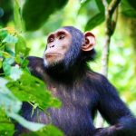 kibale national park - chimpazee4