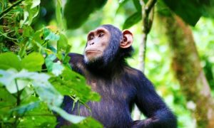 kibale national park - chimpazee4